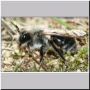 Andrena vaga - Weiden-Sandbiene -01- w02 13mm.jpg